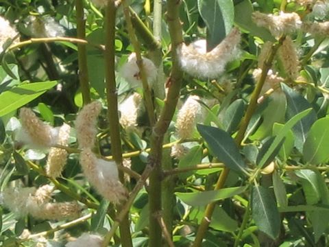 Salix lucida ssp. lasiandra