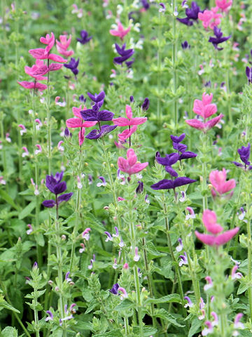 Shu Homepage ペインテッドセージ Salvia Viridis