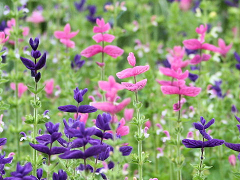 Salvia viridis