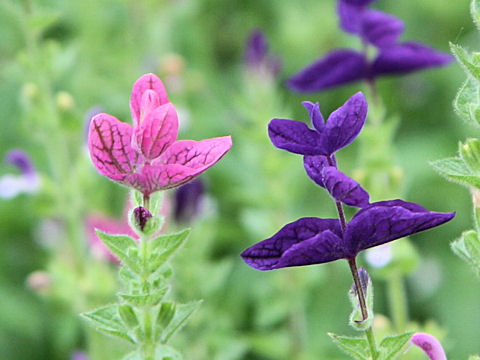 Salvia viridis