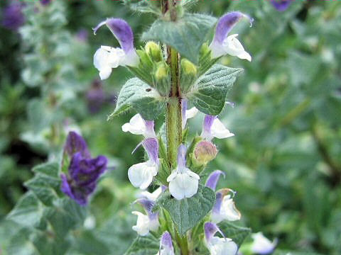 Salvia viridis