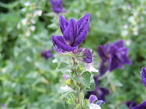 Salvia viridis