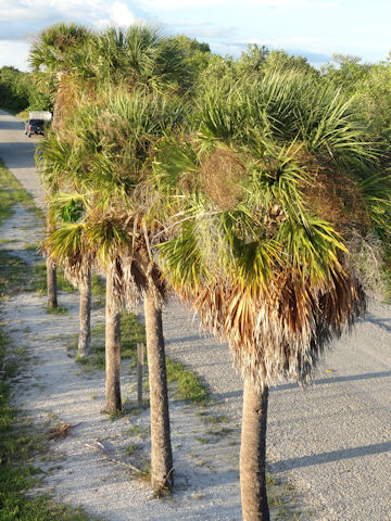 Sabal palmetto