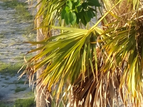 Sabal palmetto