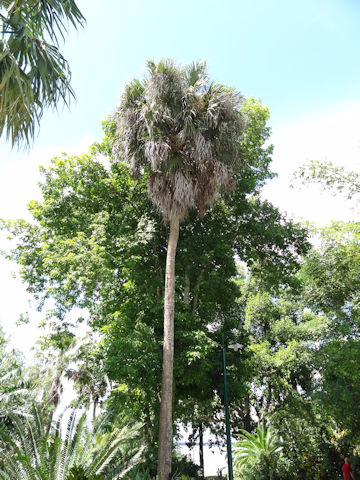 Sabal palmetto