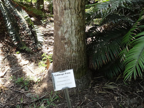 Sabal palmetto