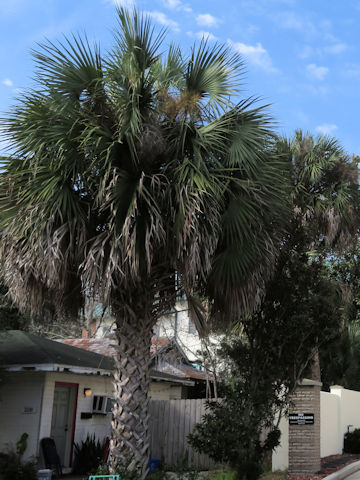 Sabal palmetto