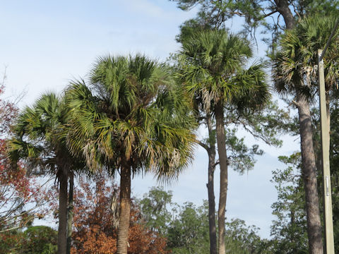 Sabal palmetto