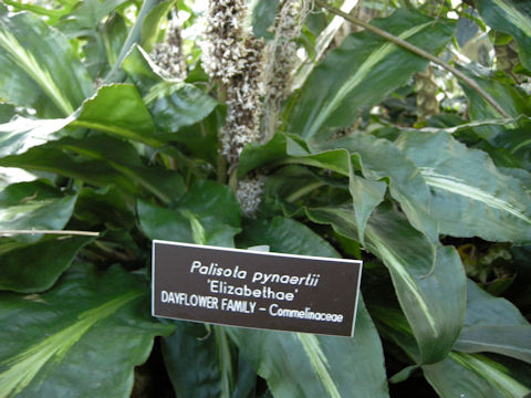 Palisota pynaertii cv. Elizabethae