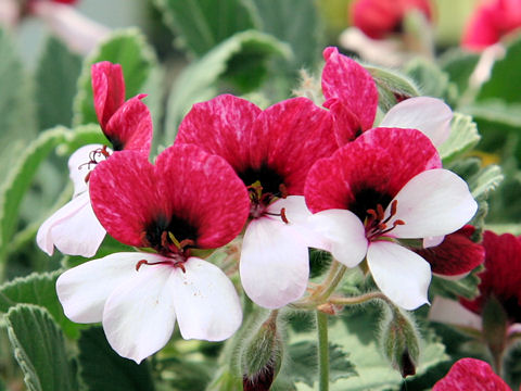 Pelargonium cv. Splendide