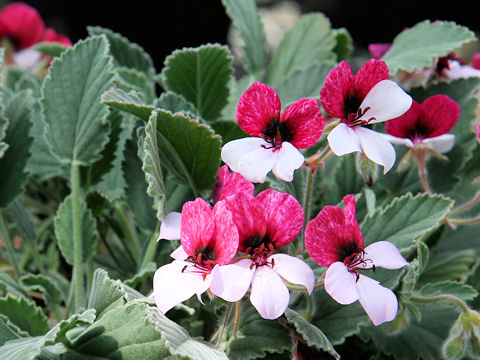 Pelargonium cv. Splendide