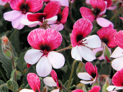 Pelargonium cv. Splendide