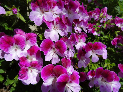 Pelargonium cv. Splendide