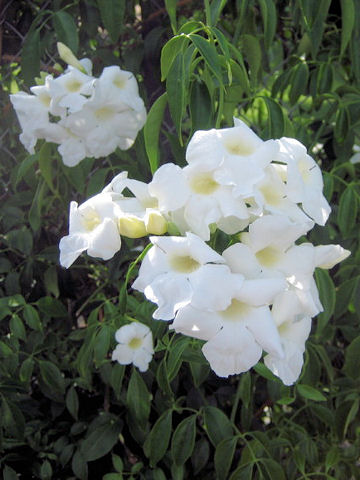 Pandorea jasminoides