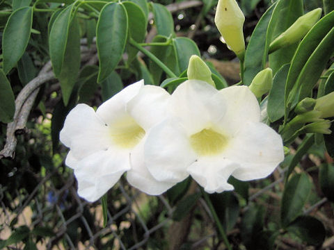 Pandorea jasminoides