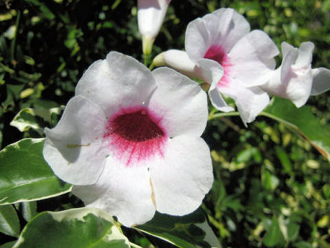 Pandorea jasminoides