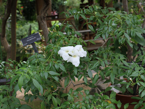 Pandorea jasminoides