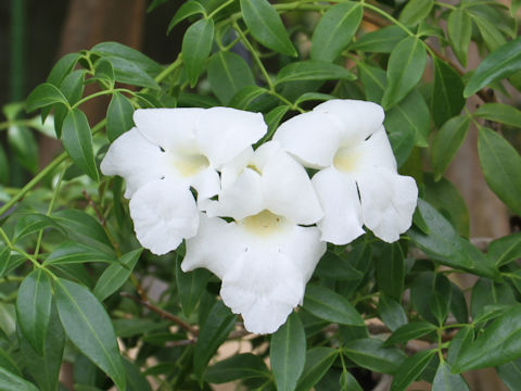 Pandorea jasminoides