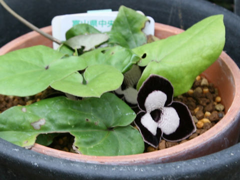 Asarum maximum