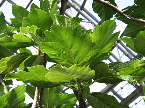 Artocarpus altilis