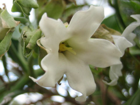 Pandorea pandorana cv. Alba