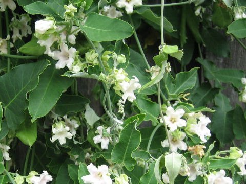 Pandorea pandorana cv. Alba