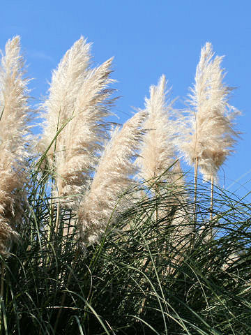 Cortaderia argentea