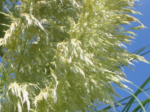 Cortaderia argentea