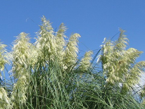 Cortaderia argentea