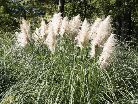 Cortaderia argentea