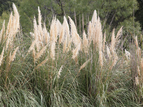 Cortaderia argentea