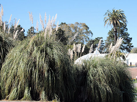 Cortaderia argentea