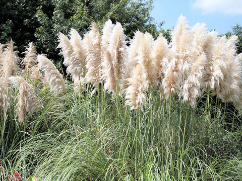 Cortaderia argentea