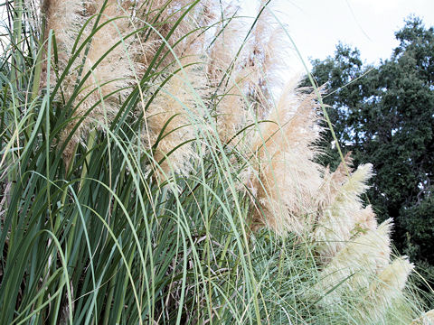 Cortaderia argentea