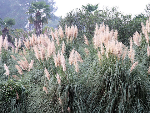 Cortaderia argentea