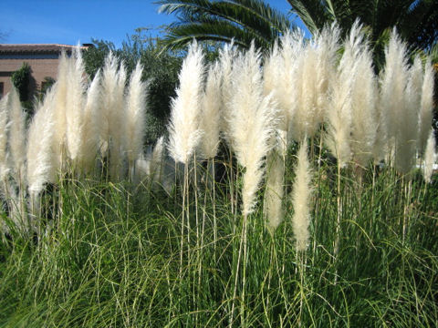 Cortaderia argentea