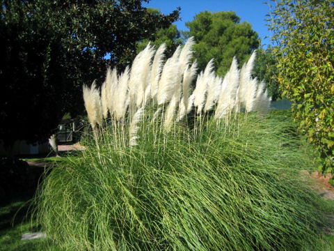 Cortaderia argentea