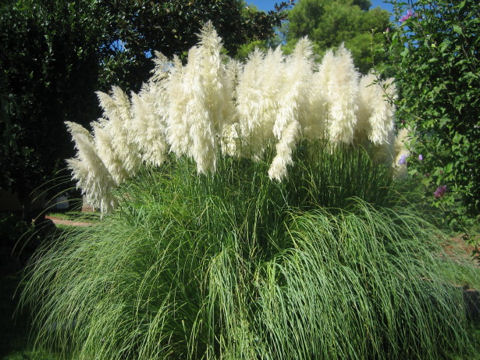 Cortaderia argentea