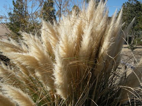 Cortaderia argentea