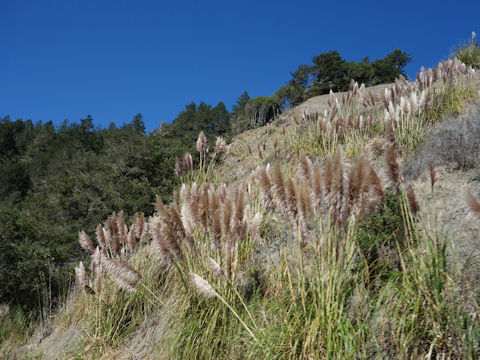 Cortaderia argentea