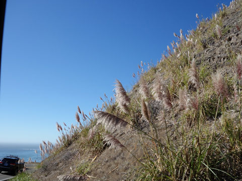 Cortaderia argentea