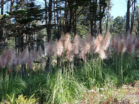 Cortaderia argentea