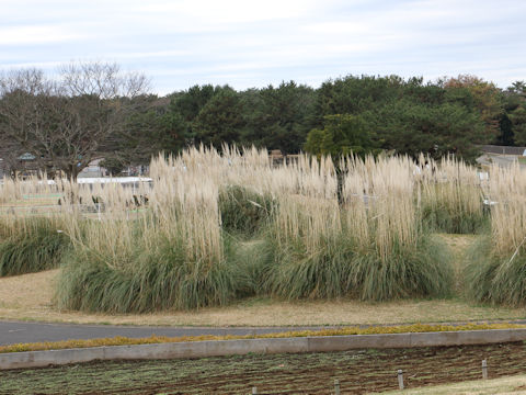 Cortaderia argentea