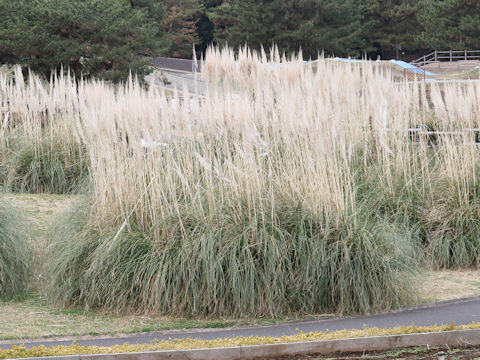 Cortaderia argentea