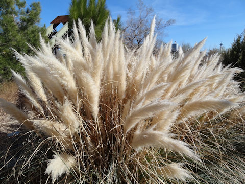 Cortaderia argentea