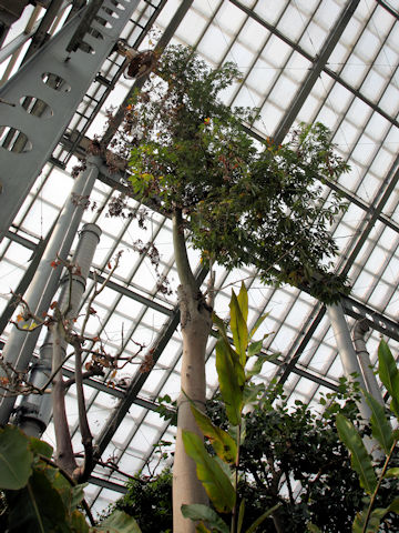 Ceiba pentandra