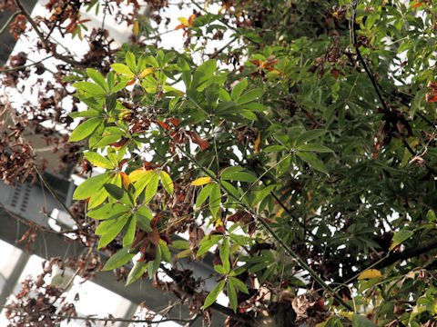 Ceiba pentandra
