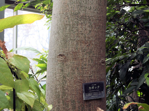 Ceiba pentandra