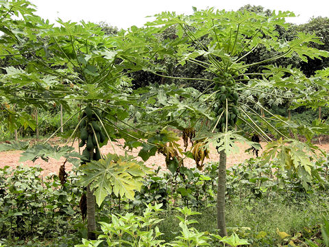 Carica papaya