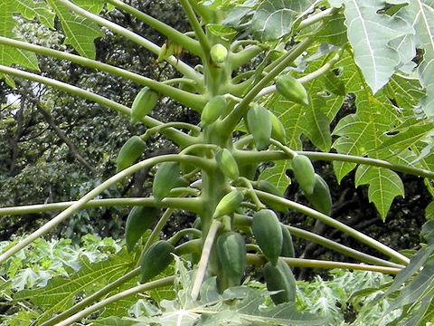 Carica papaya